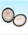 JaniLink 20" Carpet Brush